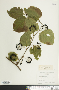 Smilax tamnoides image