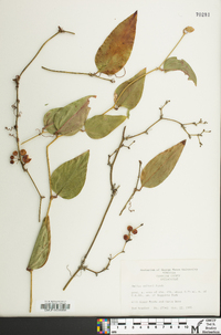 Smilax walteri image