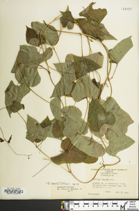 Dioscorea polystachya image