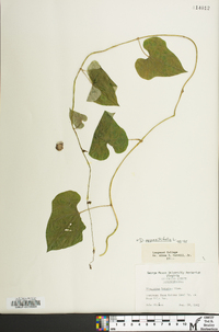 Dioscorea polystachya image