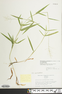 Dichanthelium acuminatum subsp. acuminatum image