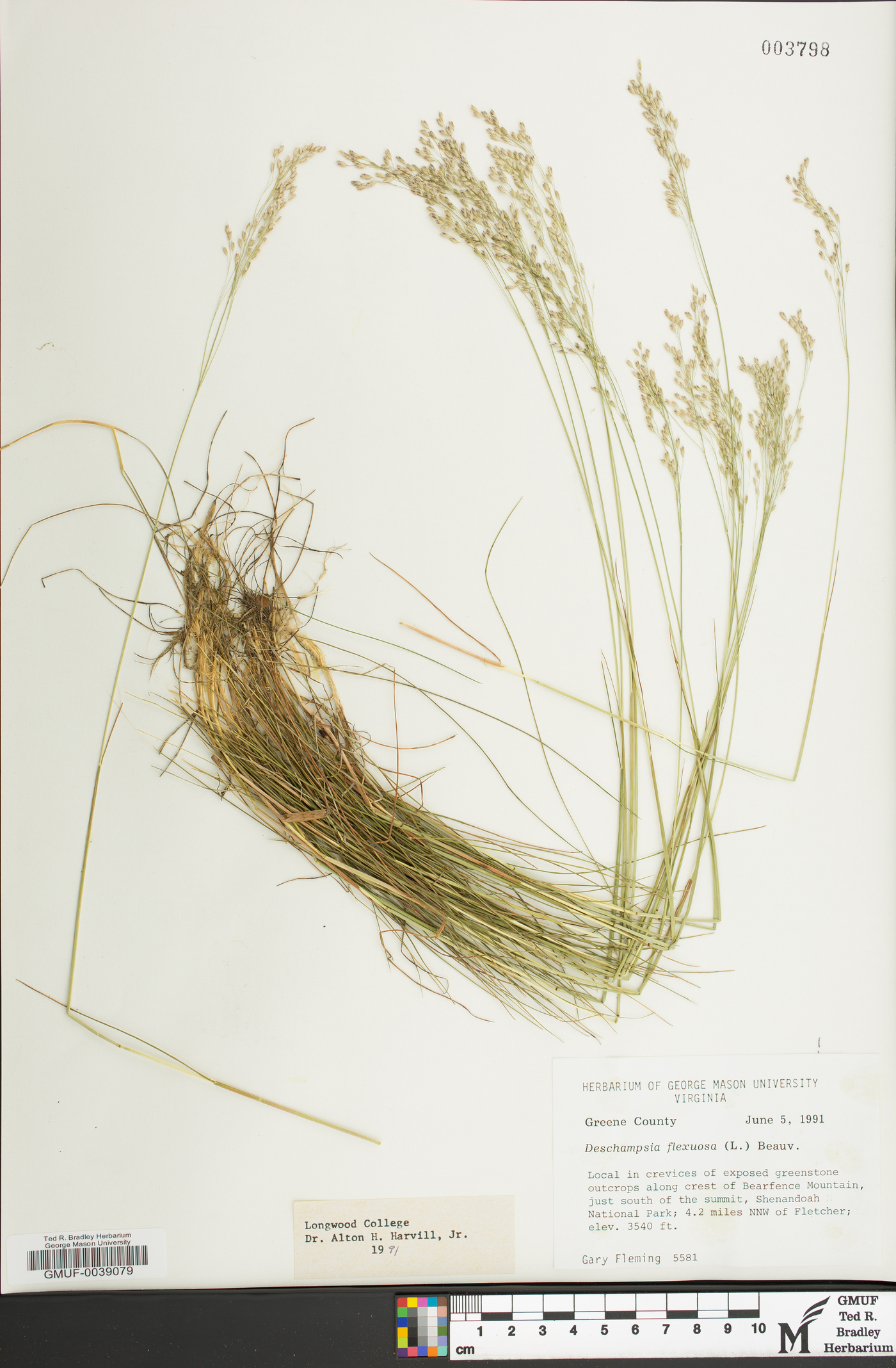 Avenella flexuosa image