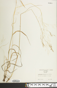 Avenella flexuosa image