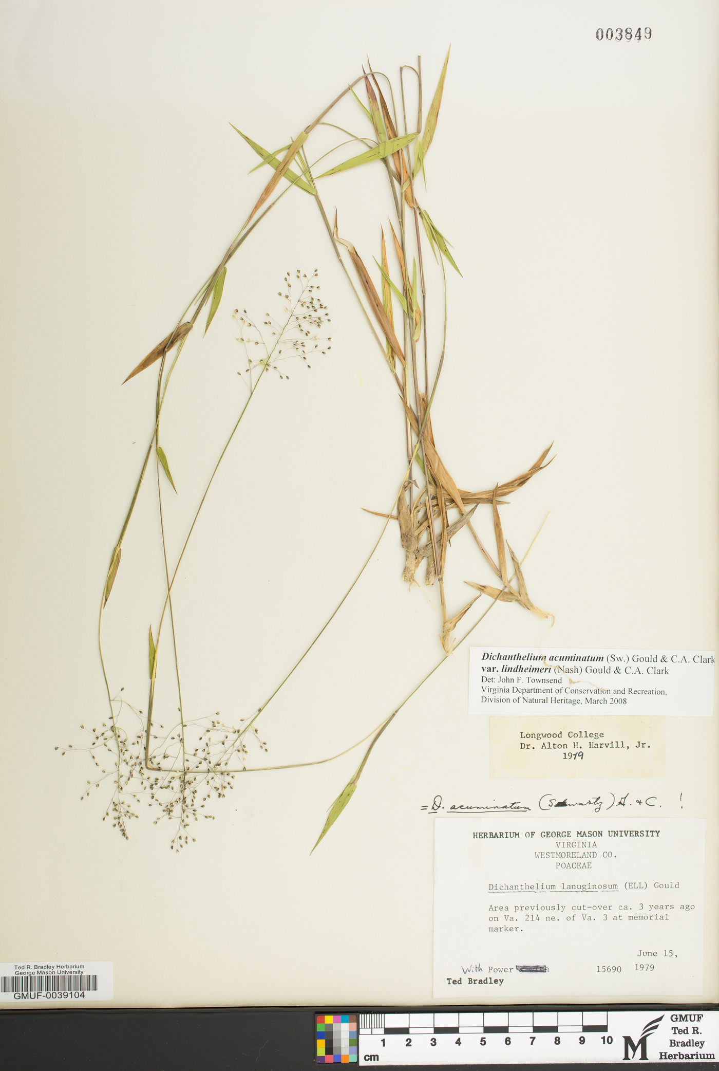 Dichanthelium acuminatum subsp. lindheimeri image