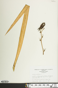 Yucca filamentosa image