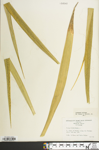 Yucca filamentosa image