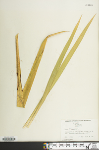 Yucca filamentosa image