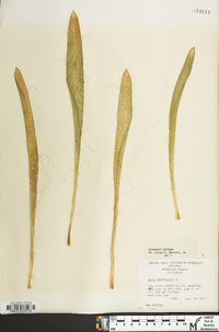 Yucca filamentosa image