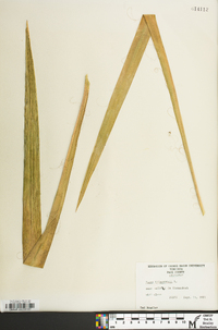 Yucca filamentosa image