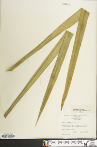 Yucca filamentosa image