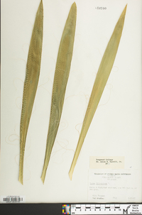 Yucca filamentosa image