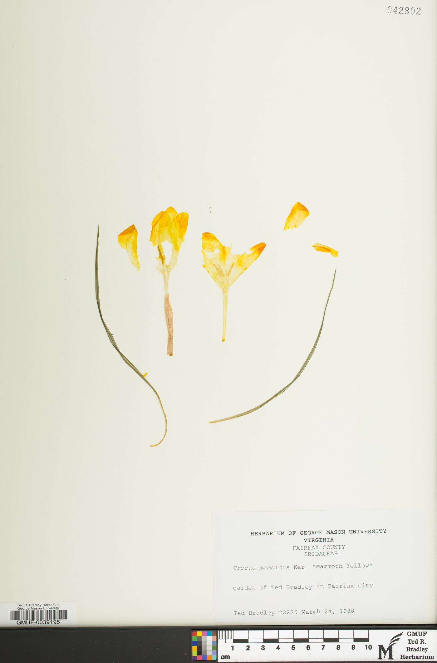 Crocus flavus image