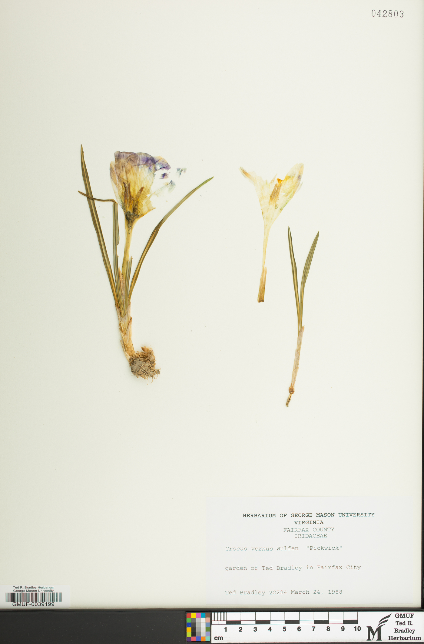 Crocus vernus image