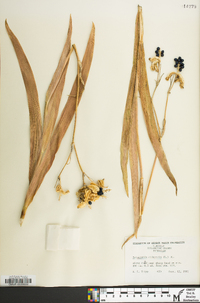 Iris domestica image