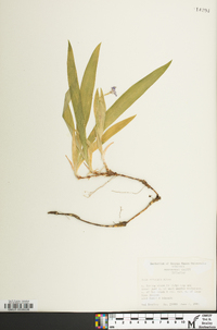 Iris cristata image