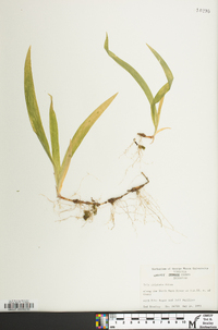 Iris cristata image