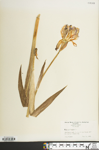 Iris germanica image