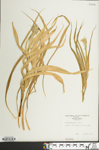 Iris bucharica image