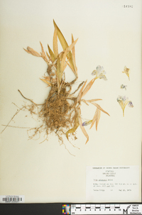 Iris cristata image