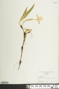 Iris cristata image