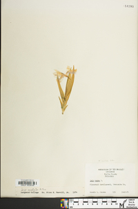 Iris cristata image