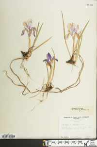 Iris verna image