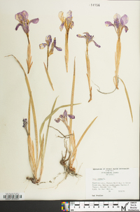 Iris verna image