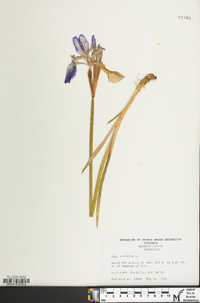 Iris sibirica image