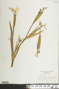 Iris pseudacorus image