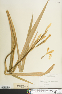 Iris pseudacorus image