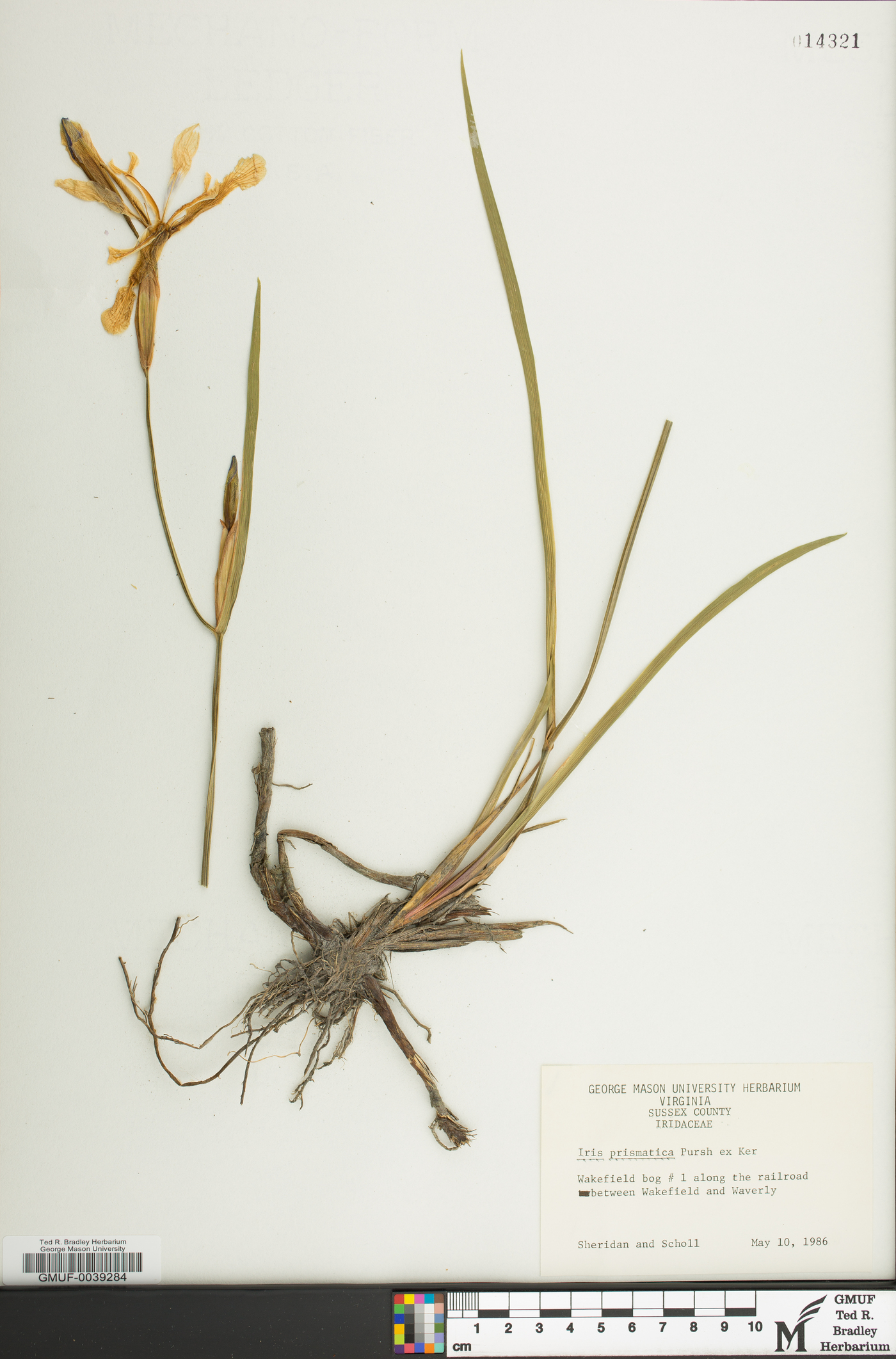 Iris prismatica image