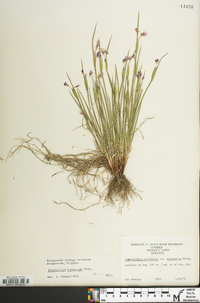 Sisyrinchium mucronatum image