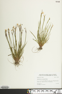 Sisyrinchium mucronatum image