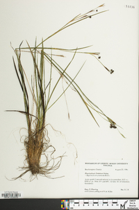 Sisyrinchium fuscatum image