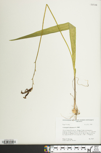 Calopogon tuberosus image