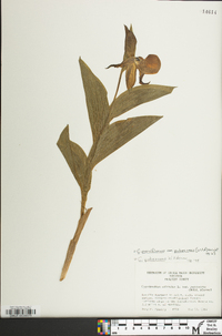 Cypripedium parviflorum var. pubescens image