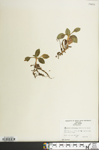 Goodyera pubescens image