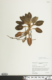 Goodyera pubescens image