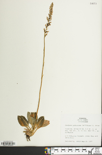 Goodyera pubescens image