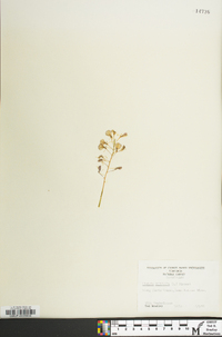 Liparis liliifolia image