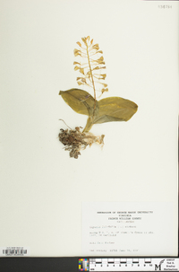 Liparis liliifolia image