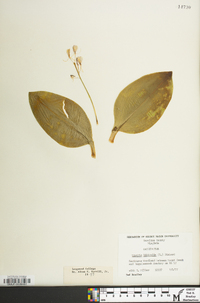 Liparis liliifolia image