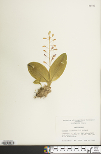 Liparis liliifolia image