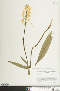 Platanthera ciliaris image