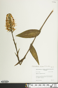 Platanthera ciliaris image