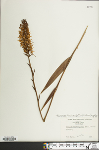 Platanthera blephariglottis image