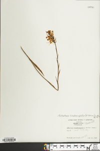 Platanthera blephariglottis image