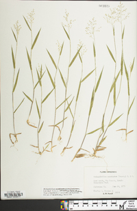 Dichanthelium acuminatum subsp. columbianum image