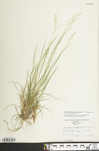 Dichanthelium depauperatum image