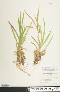 Dichanthelium laxiflorum image